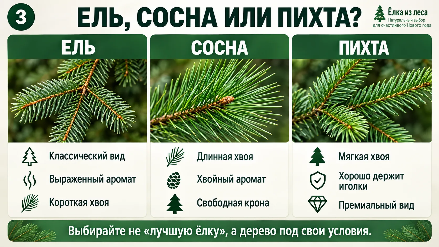 Ель, сосна или пихта — сравнение живых ёлок для Нового года