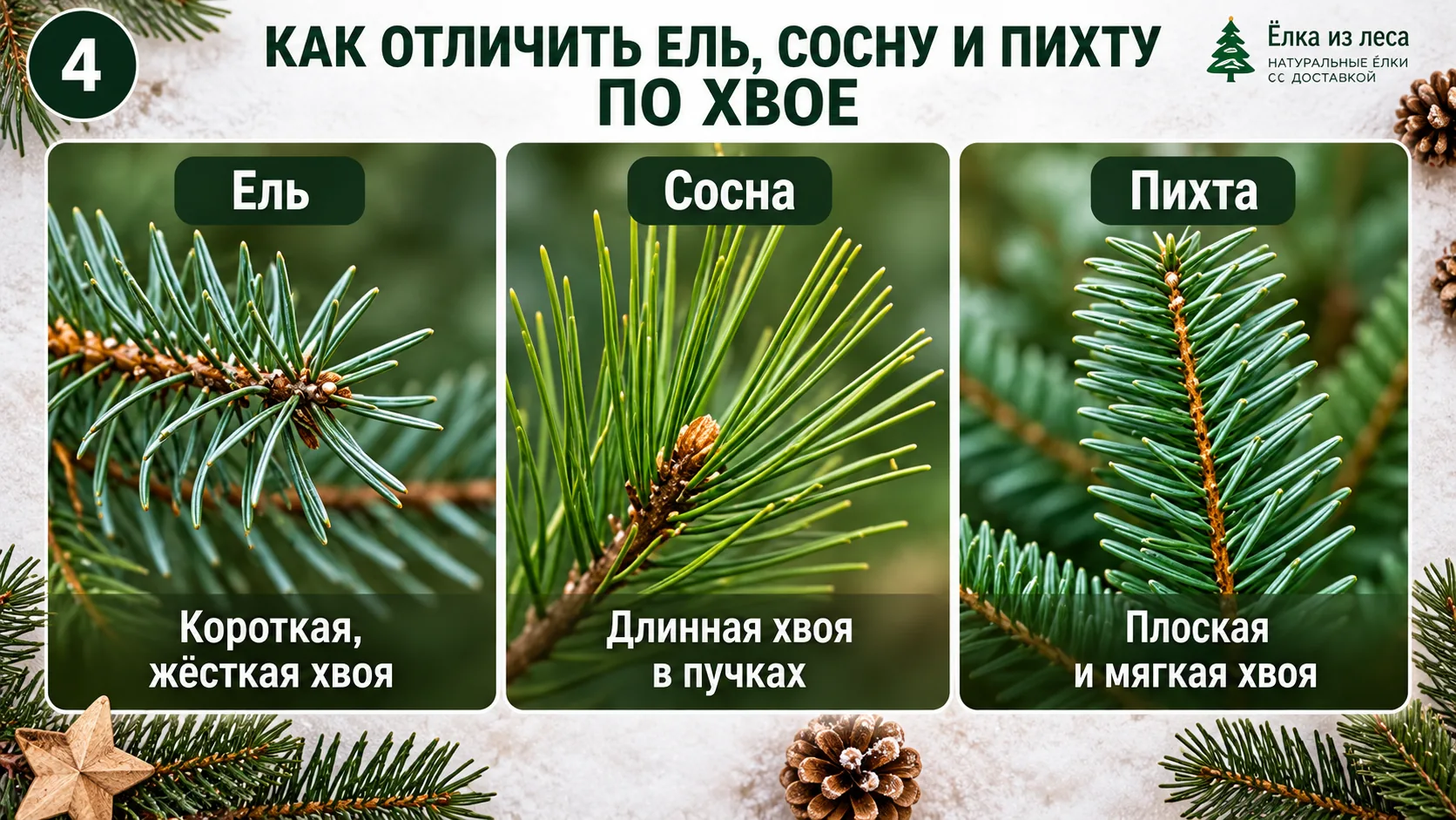 Хвоя ели, сосны и пихты крупным планом — отличия новогодних деревьев