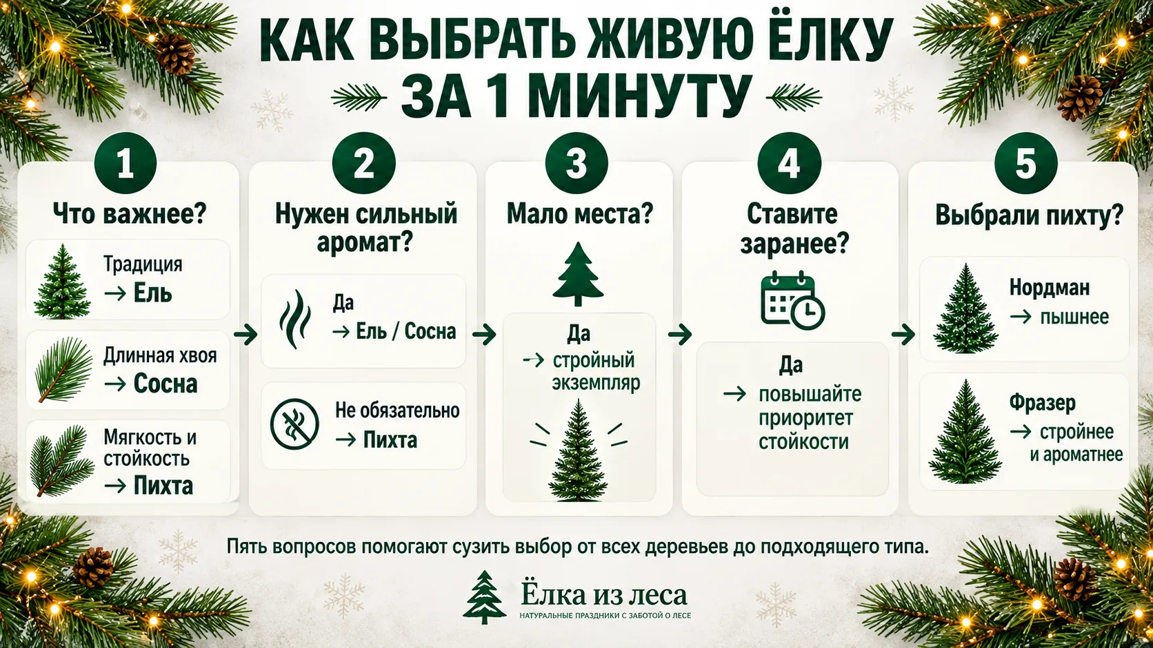 Как выбрать живую ёлку за одну минуту — ель, сосна или пихта