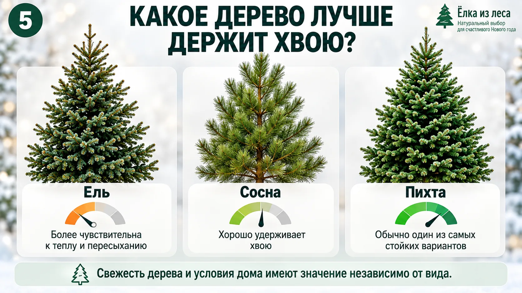 Какая живая ёлка дольше стоит и меньше осыпается — ель, сосна или пихта