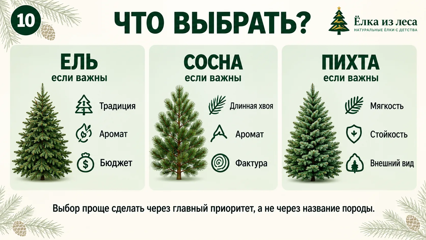 Когда выбрать ель, сосну или пихту на Новый год