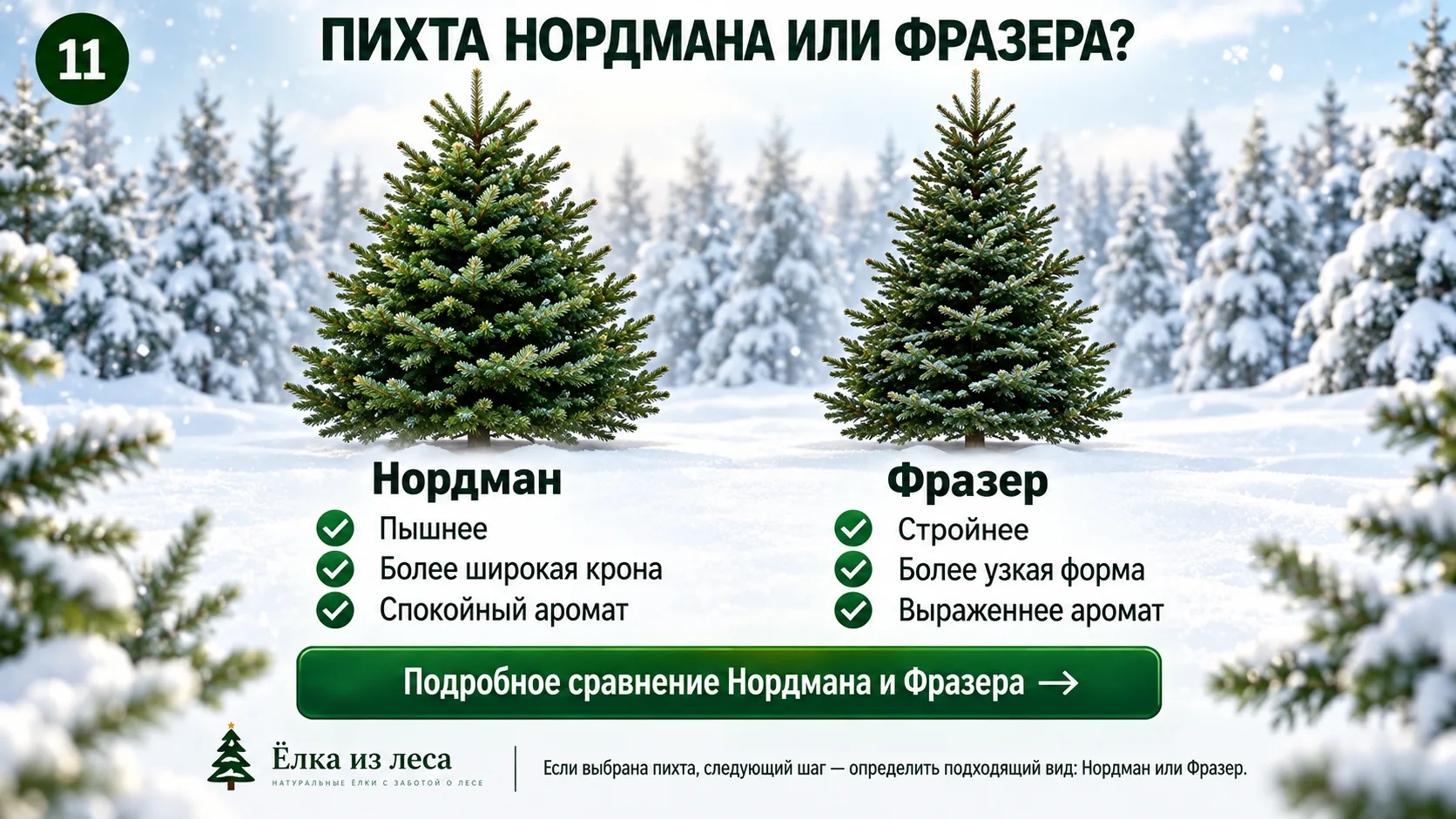 Пихта Нордмана и Фразера — два вида живой пихты для Нового года